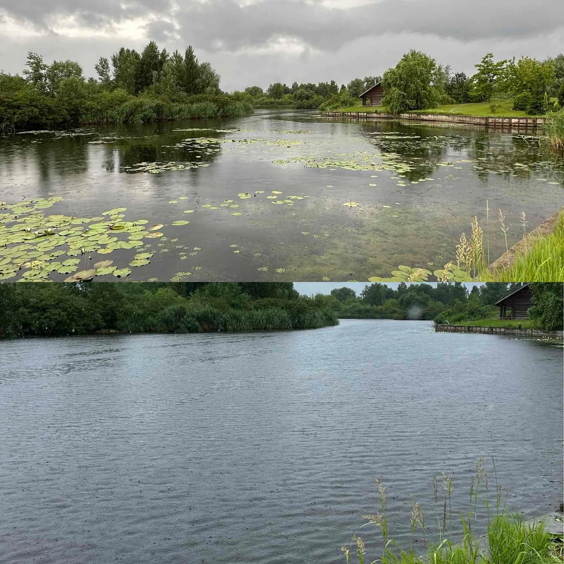Як очистити водойму від очерету та лілій