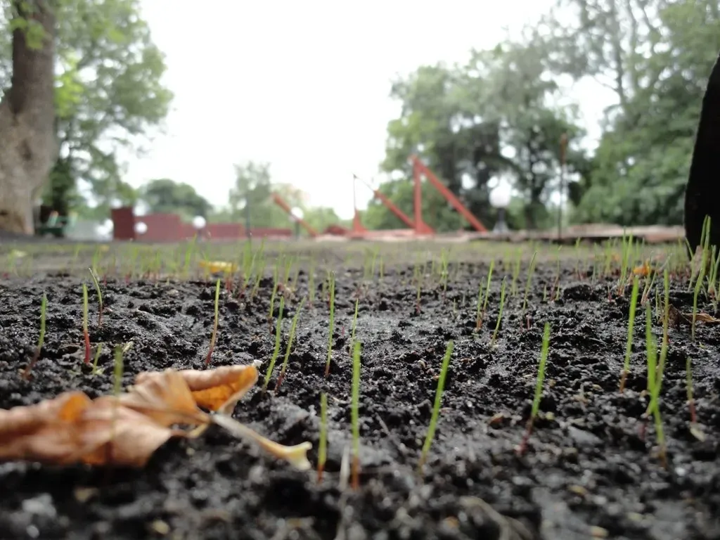 Як посадити дерево і який чорнозем для цього потрібен
